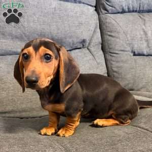 Henry, Dachshund Puppy